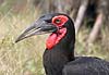 Southern Ground Hornbill