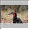 ground-hornbill