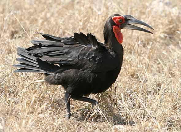 Southern ground-hornbill walking through winter grass