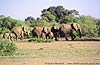 Pic of Elephant spraying water, Botswana