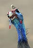 Guinea fowl close-up