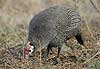 Helmeted Guineafowl