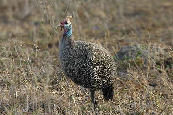 Helmeted Guineafowl