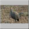 yguineafowl