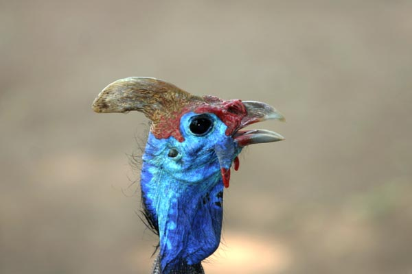 Helmeted Guineafowl, close-up