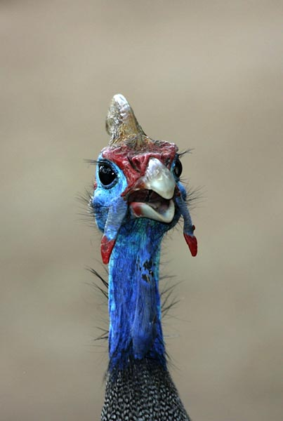 Helmeted Guineafowl portrait