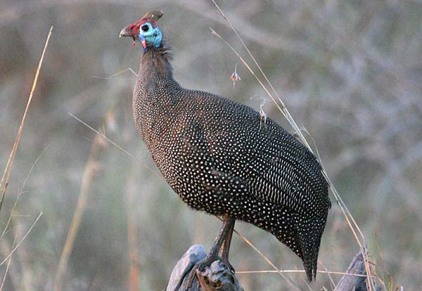 Helmeted Guineafowl on tree stump