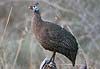 Helmeted Guineafowl