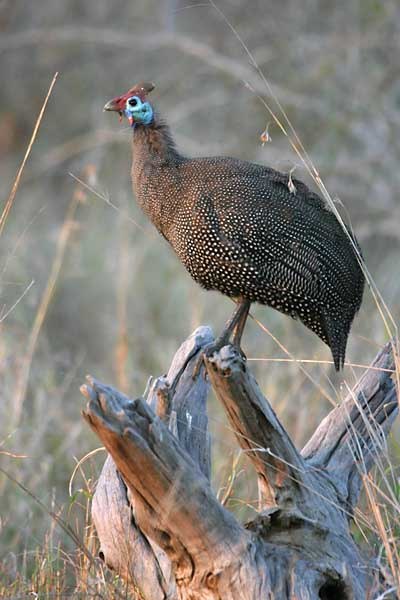 Helmeted Guineafowl