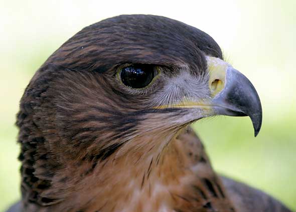 African Hawk Eagle, close-up