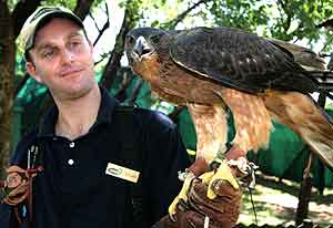 African hawk eagle with falconer