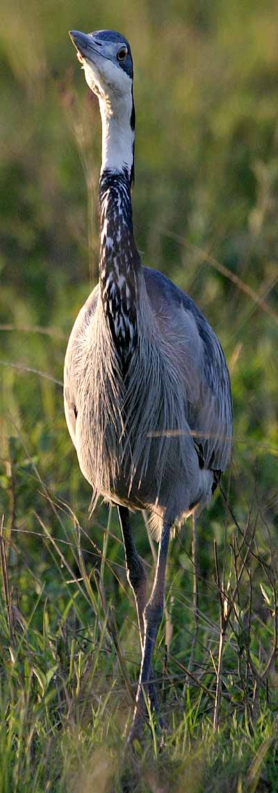 Blackheaded Heron