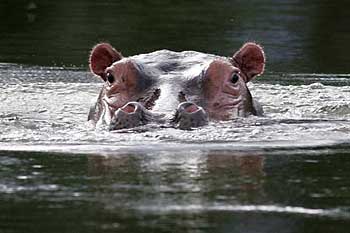 Hippo popping its head above surface of river