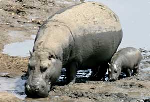 Hippo mother with baby, Hwange National Park, Zimbabwe