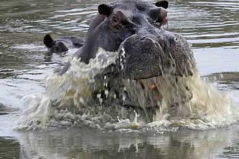 Hippo surfacing, Moremi Game Reserve, Botswana