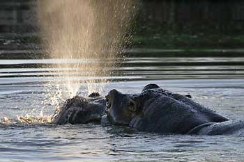 Hippo explosively exhaling water