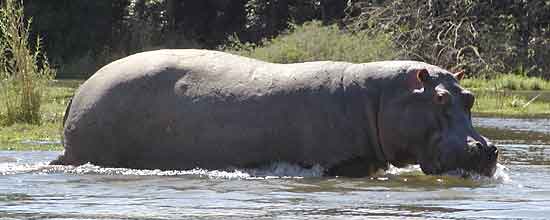 Hippo moving to deeper water