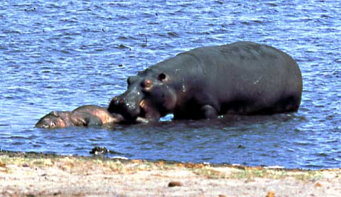 hippo trying to move body