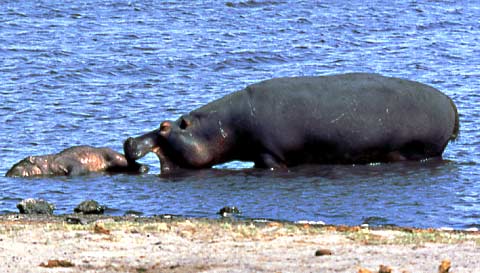 picture of hippo nudging dead juvenile