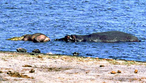 crocodile and hippo