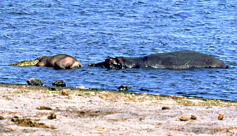 crocodile and hippo