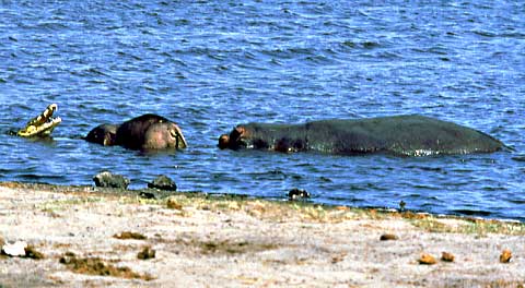 hippo, crocodile and dead juvenile