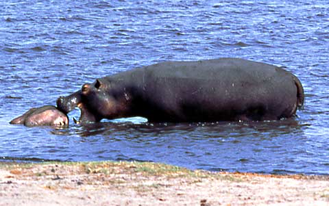 picture of hippo trying to move carcass