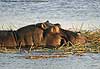 Hippo feeding, Chobe River, Botswana