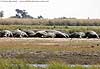 Pod of hippos, Chobe River, Botswana