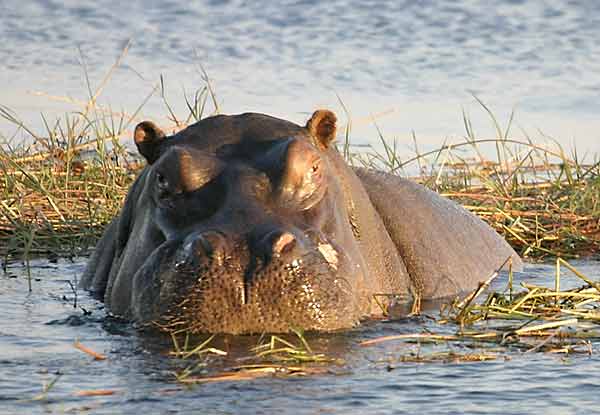 Hippo in river shallows