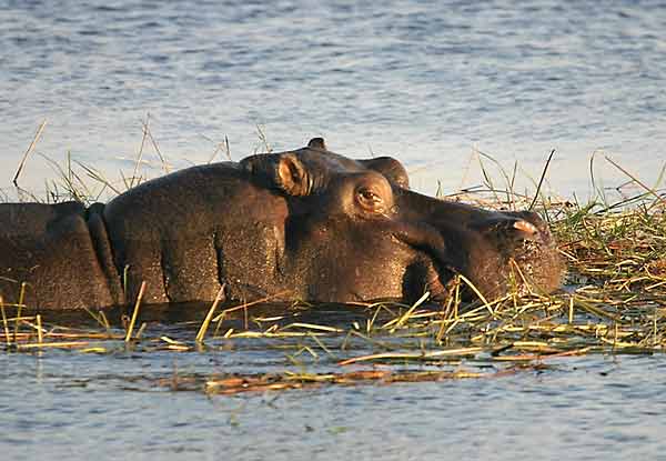 Hippo feeding in river