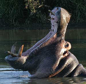 Hippo yawning