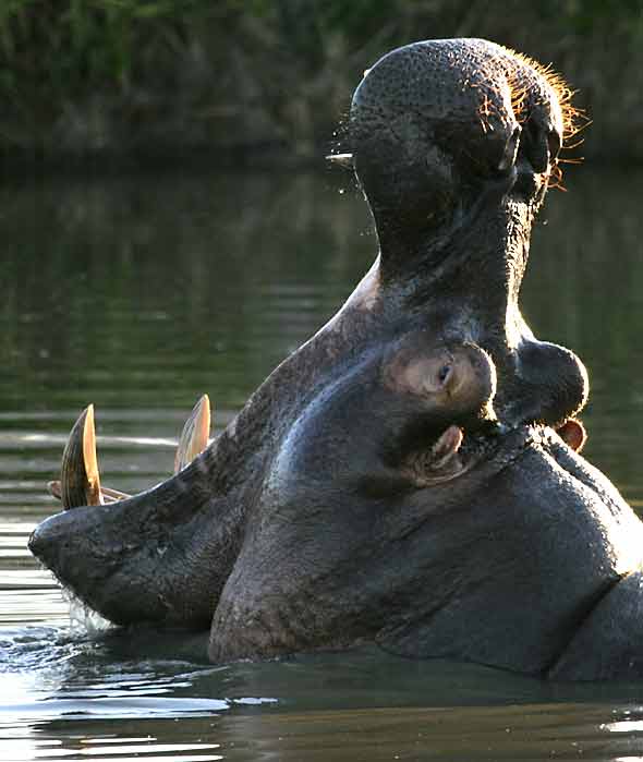 Hippo yawning, showing fearsome teeth