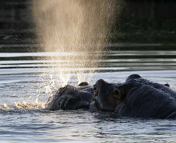 Hippo Explosively Exhaling