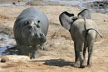 Young elephant and hippo, Hwange National Park, Zimbabwe