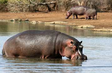 Hippo and crocodiles, Kruger National Park, South Africa