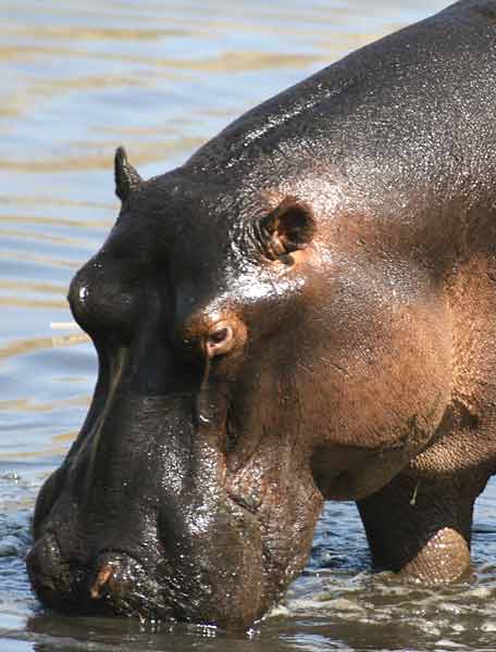 Hippo close-up