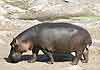 Hippo walking side-view