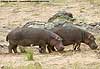 Hippo standing on banks of river, Kruger National Park