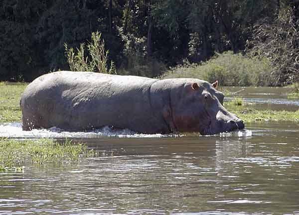 Hippo wading into river