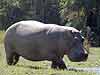 Hippo on riverbanks