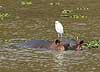 Hippo and egret