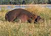 Hippo sleeping on riverbank