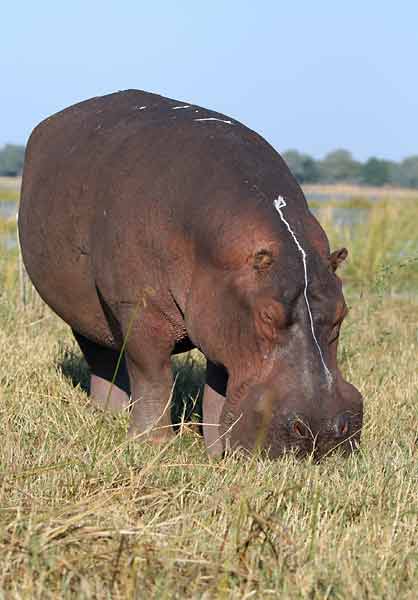 Hippo on river bank