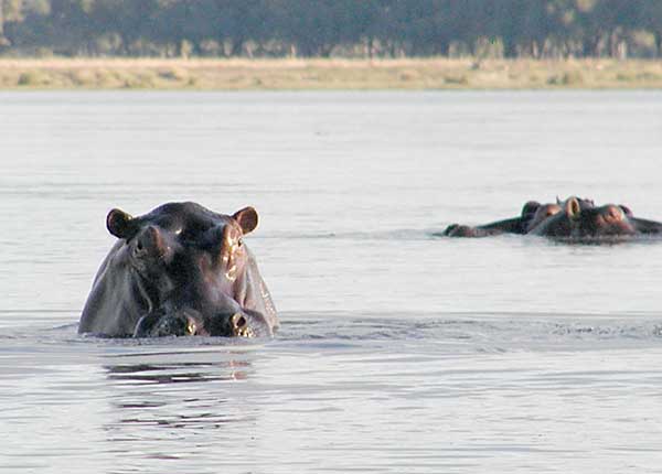 Hippo popping its head above water