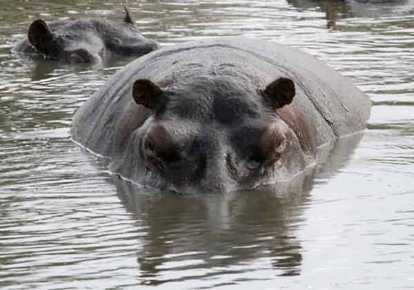 Hippo partially submerged