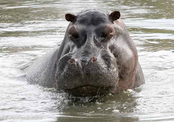 Hippo with head out of the water