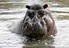 Hippo close-up