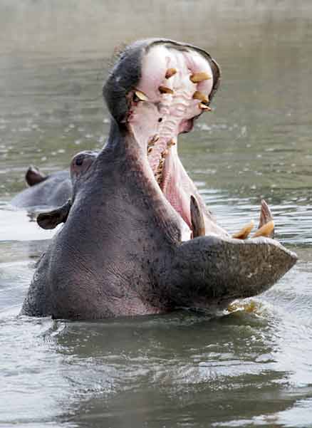 Hippo yawning