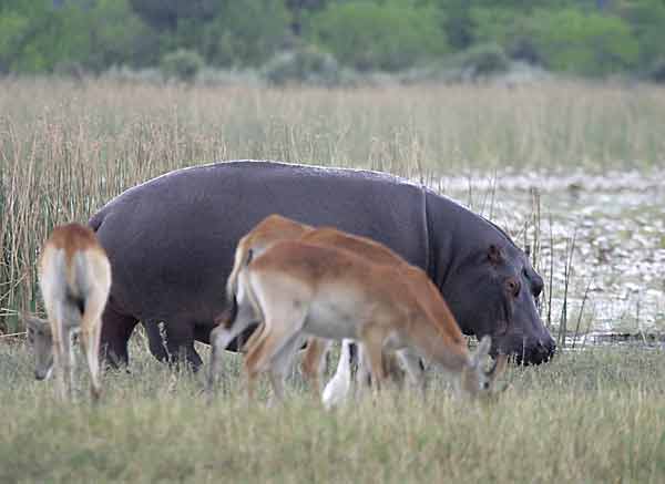 Hippo and red lechwe grazing